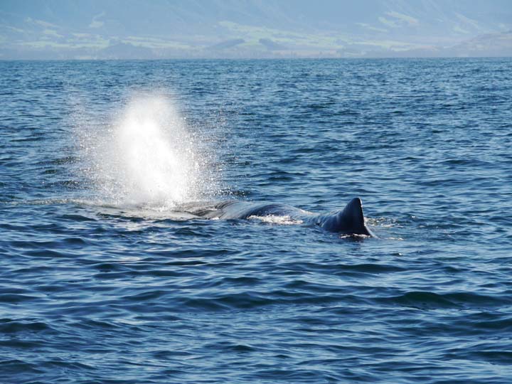 Pottwal bei Kaikoura - New Zealand